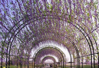 芜湖六郎湿地花海第 10 张图片
