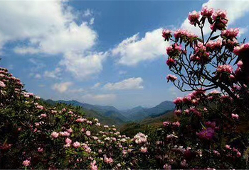 木王国家森林公园第 7 张图片