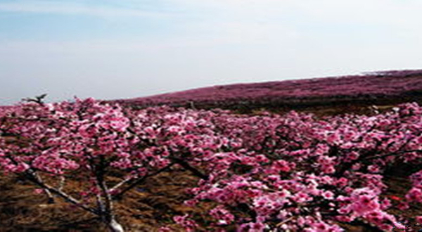 随州尚市桃花园