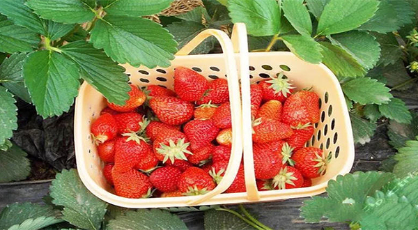 小王国草莓农场