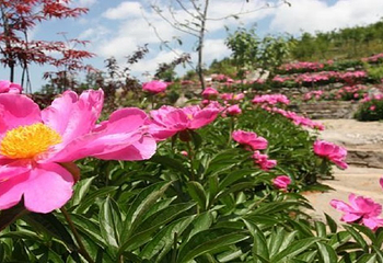 丫山花海石林第 13 张图片