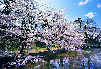 岳阳樱花园第 19 张图片