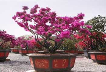 九龙湾花星球第 2 张图片