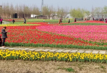 芜湖六郎湿地花海第 3 张图片