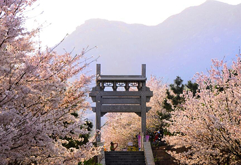 樱花山风景区第 2 张图片