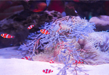 海之语海洋世界第 27 张图片