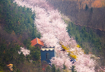 樱花山风景区第 7 张图片