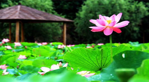 欢乐黄金谷景区