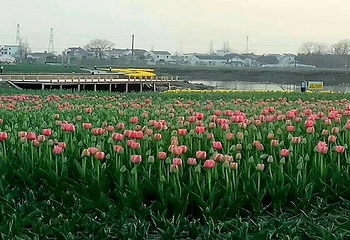 芜湖六郎湿地花海第 12 张图片
