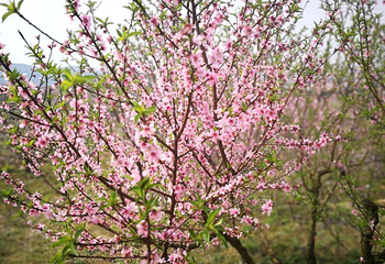 桃花溪风景区第 11 张图片