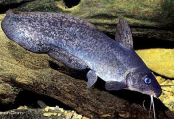 凯恩斯水族馆第 4 张图片