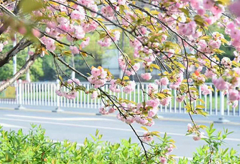中国河南鹤壁樱花节球幕影院第 5 张图片