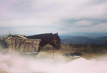 雷山丛林国际牡丹园第 5 张图片