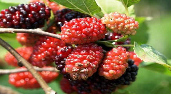 西海永修恒辉桑葚园