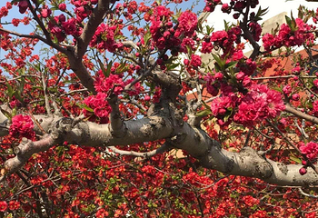 龙王塘樱花园第 5 张图片