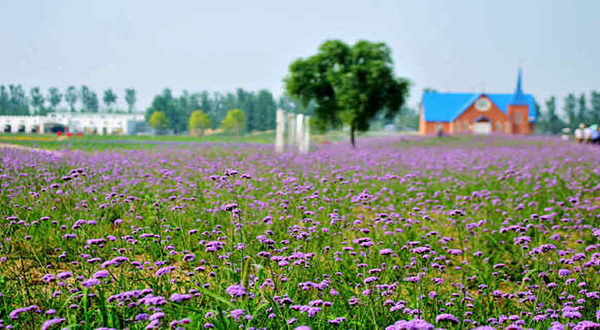 拉维斯薰衣草庄园