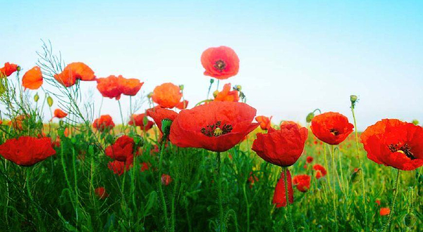 武汉虞美人吉祥花谷