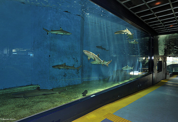 箱根园水族馆第 3 张图片