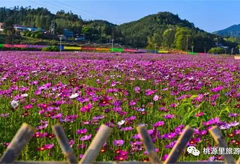 桃源里旅游度假区-花海乐园第 2 张图片