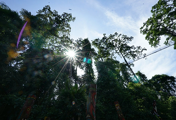 西双版纳热带雨林国家公园望天树景区第 34 张图片