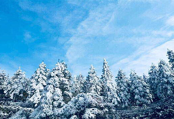雷山丛林国际牡丹园第 11 张图片