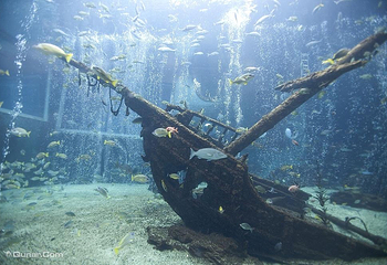 箱根园水族馆第 2 张图片