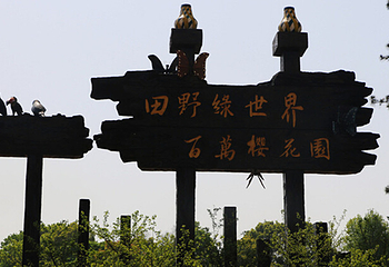 常宁百万樱花园第 10 张图片