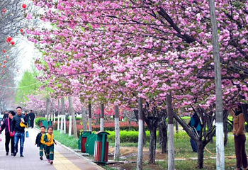 中国河南鹤壁樱花节球幕影院第 3 张图片