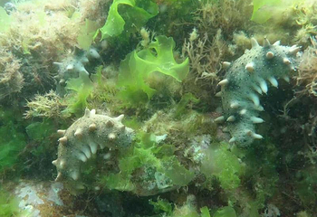 威海汇悦海洋牧场第 2 张图片