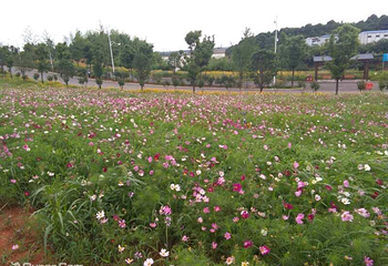 洋沙湖花海营地第 3 张图片