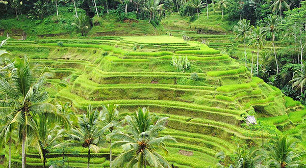 巴厘岛乌布梯田（Tegalalang Rice Terrace）