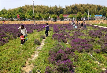长兴泗安薰衣草风情园第 7 张图片