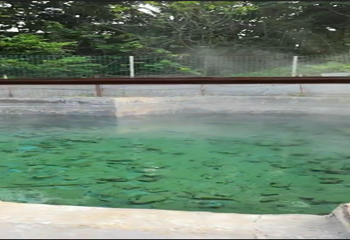 七仙岭雨林仙境树上鸟巢温泉第 17 张图片
