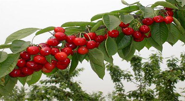 彩虹庄园樱桃采摘园