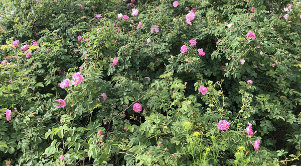 长安区臻香园玫瑰园