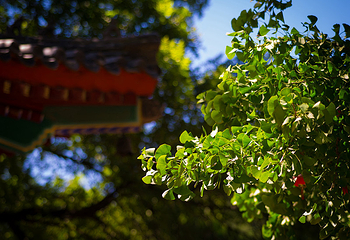 青龙山第 21 张图片