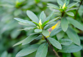 重庆南山植物园第 5 张图片