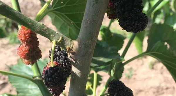 众娃桑葚采摘园