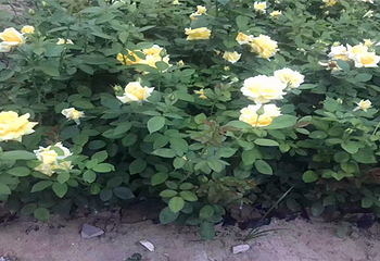 曹州玫瑰园第 4 张图片
