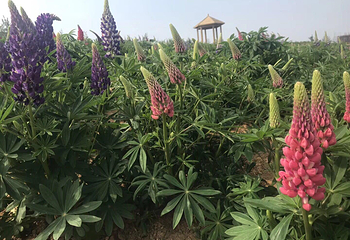旅顺牡丹小镇第 6 张图片