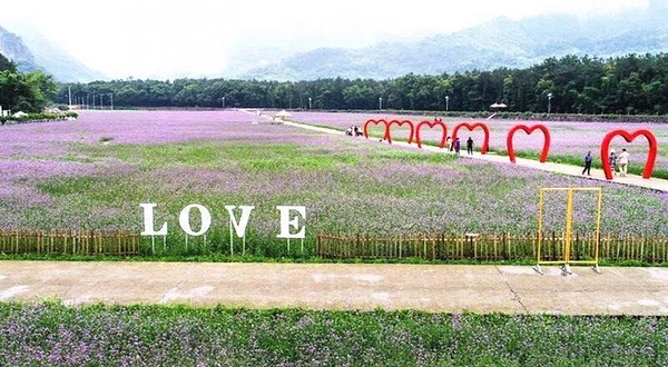 楠溪江普罗旺斯花海