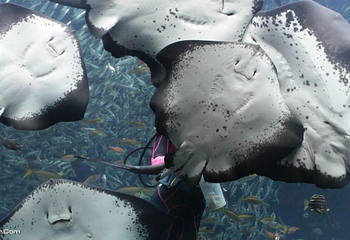 下田海中水族馆第 9 张图片