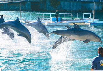 下田海中水族馆第 3 张图片