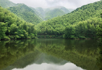浙东大竹海景区第 3 张图片