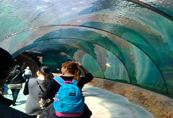 阳江沙扒景隆海洋馆第 3 张图片