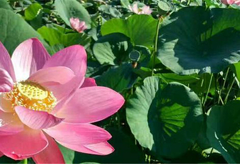 白渔泡湿地公园第 8 张图片