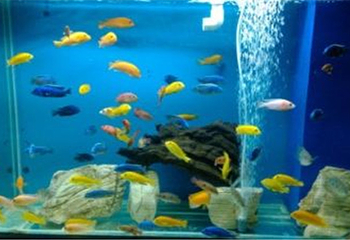 阳江沙扒景隆海洋馆第 7 张图片