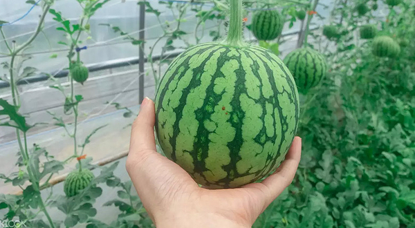 韩国全州苹果西瓜采摘