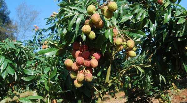 天美荔枝-南方科技大学采摘基地