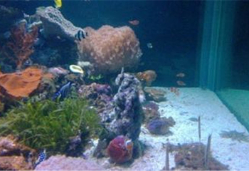 阳江沙扒景隆海洋馆第 4 张图片